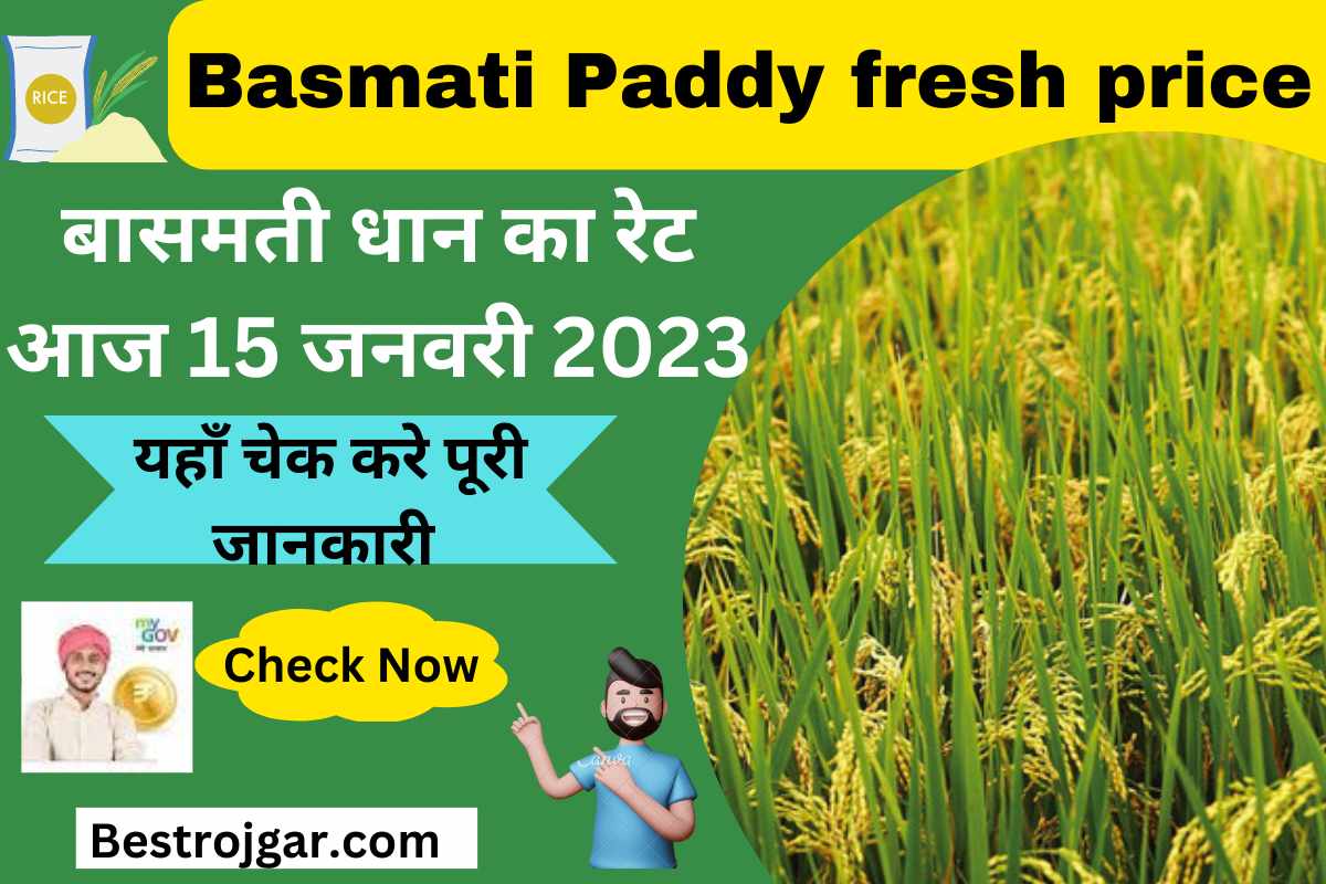Basmati Paddy fresh price