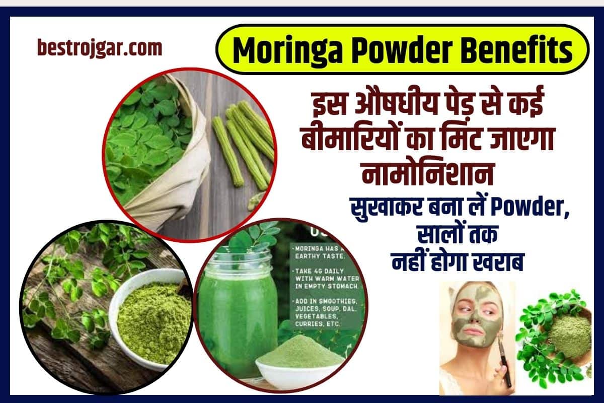 Moringa Powder Benefits 2023: इस औषधीय पेड़ से कई बीमारियों का मिट जाएगा नामोनिशान, सुखाकर बना लें पाउडर, सालों तक नहीं होगा खराब 1 Moringa Powder Benefits