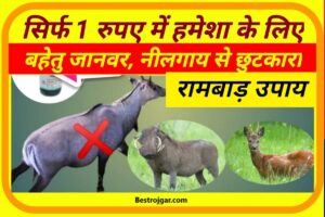 Ramban Upaay 2025 : केवल 1 रुपए का खर्चा करके नीलगाय, रोजड़ा, बंदर और और हिरण सहित सभी जंगली जानवरों की छुट्टी करने का नया तरीका 2 Ramban Upaay