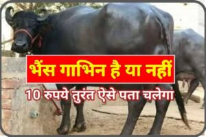 भैंस गाभिन है या नहीं – 10 रुपए में ऐसे करें चेक, तुरंत पता चलेगा,जाने किस तरीके से ?