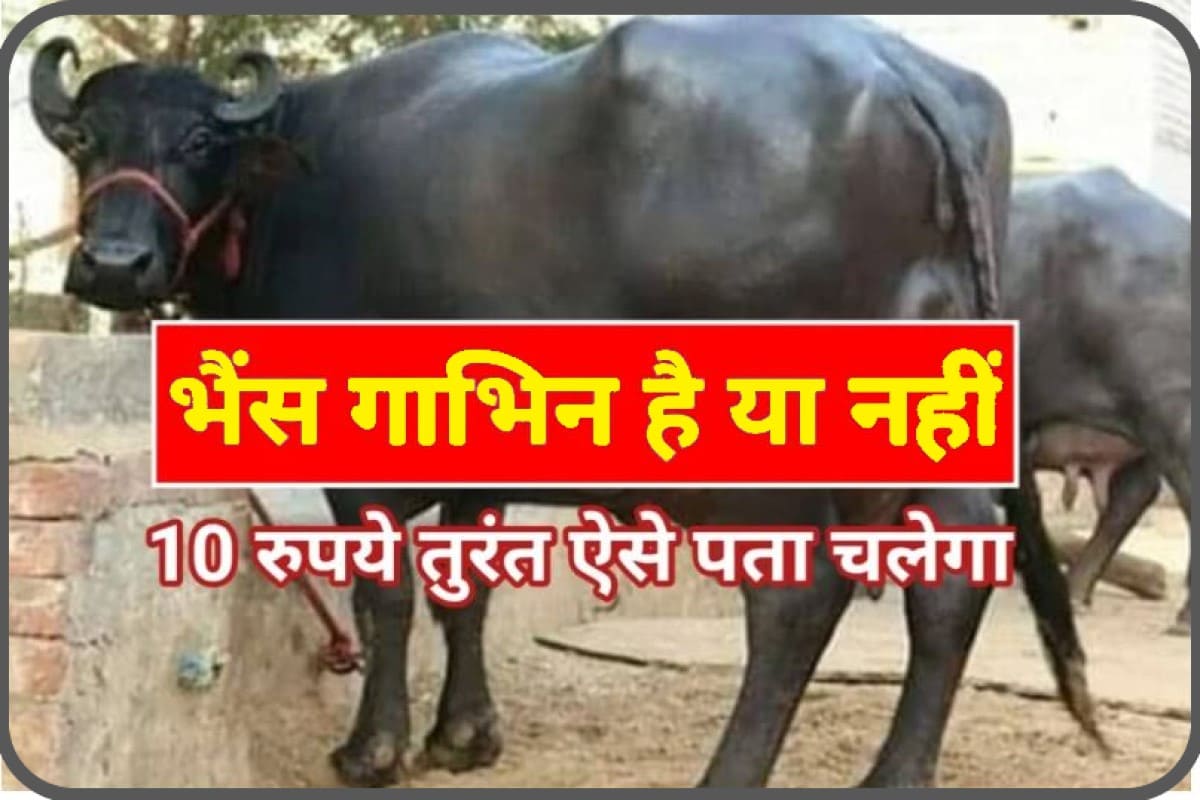 भैंस गाभिन है या नहीं