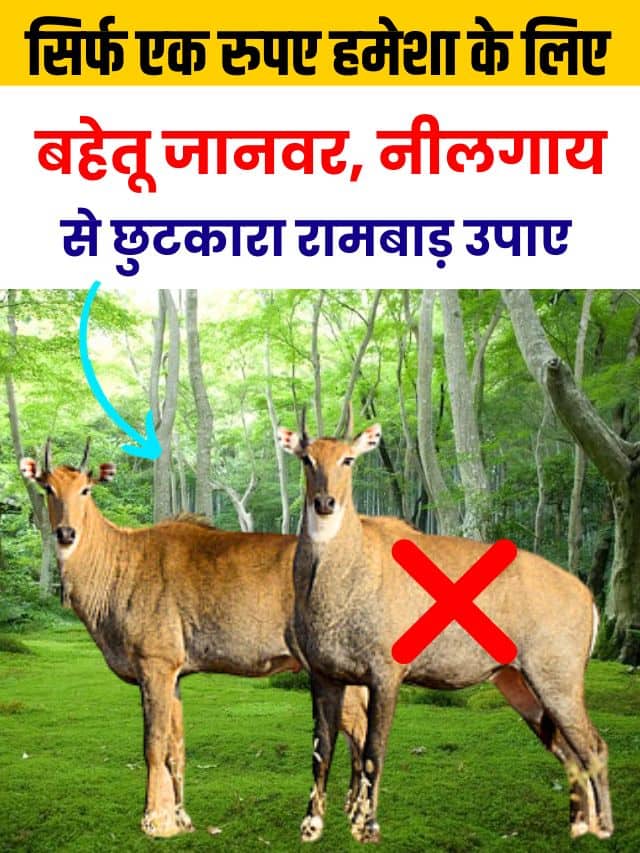 Ramban Upaay 2023 : केवल 1 रुपए का खर्चा करके नीलगाय, रोजड़ा, बंदर और और हिरण सहित सभी जंगली जानवरों की छुट्टी करने का नया तरीका