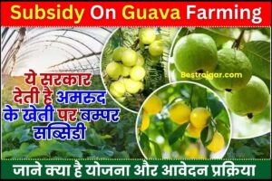 Subsidy On Guava Farming 2023 : ये सरकार देती है अमरुद के खेती पर बम्पर सब्सिडी, जाने क्या है योजना और कैसे करना होगा आवेदन 2 Subsidy On Guava Farming