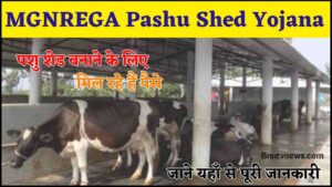 MGNREGA Pashu Shed Yojana 2024 :- ऑनलाइन आवेदन MGNREGA Pashu Shed Yojana देखे यहाँ से Full Information