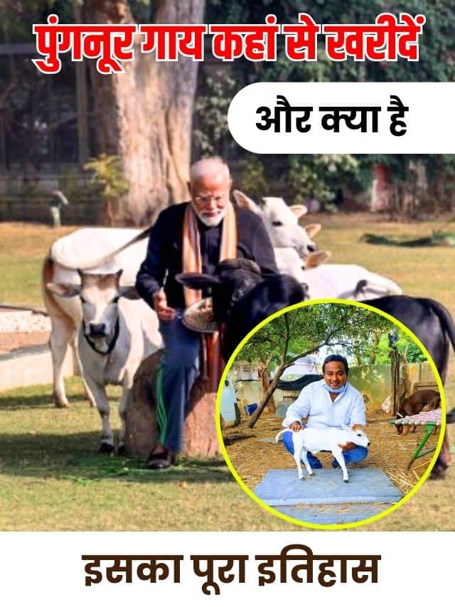 पुंगनूर गाय कहां से खरीदें और क्या है इसका पूरा इतिहास ?जाने पूरी जानकारी यहाँ